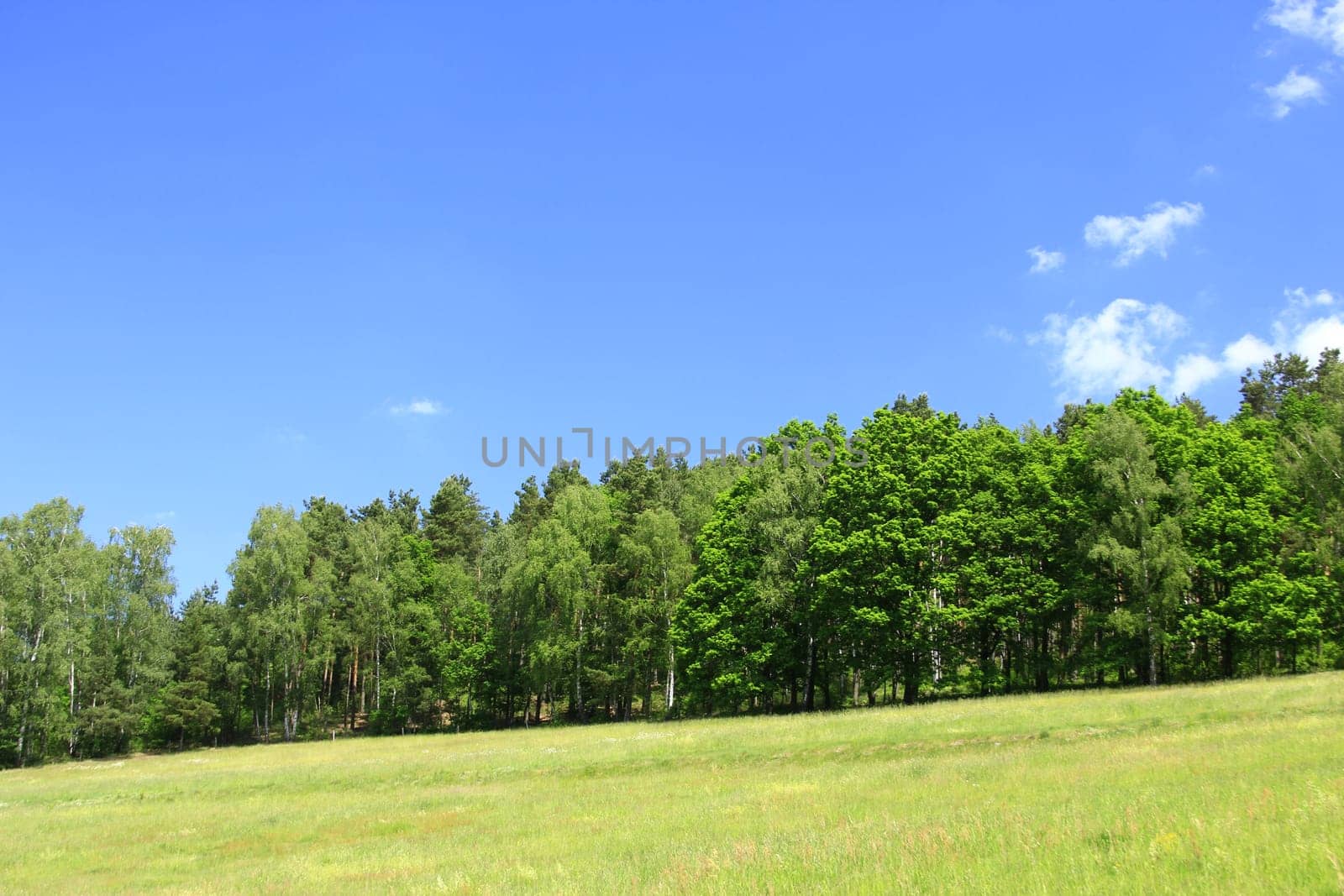 Natural landscape in Saxony,with blue sky,edge of forest and meadow