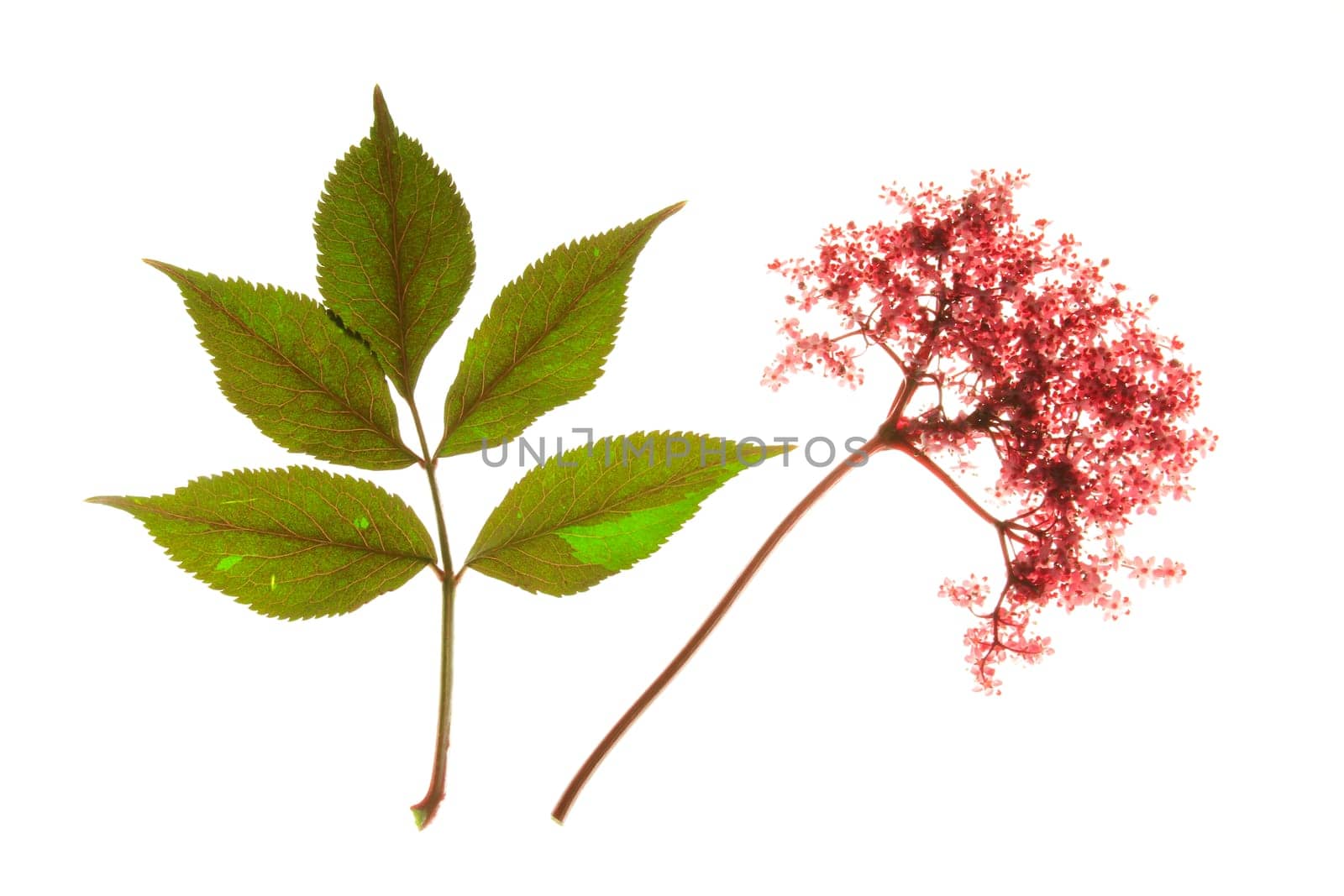 red flowering black elderberry (Sambucus nigra),with flower and leaves,isolated against a white background