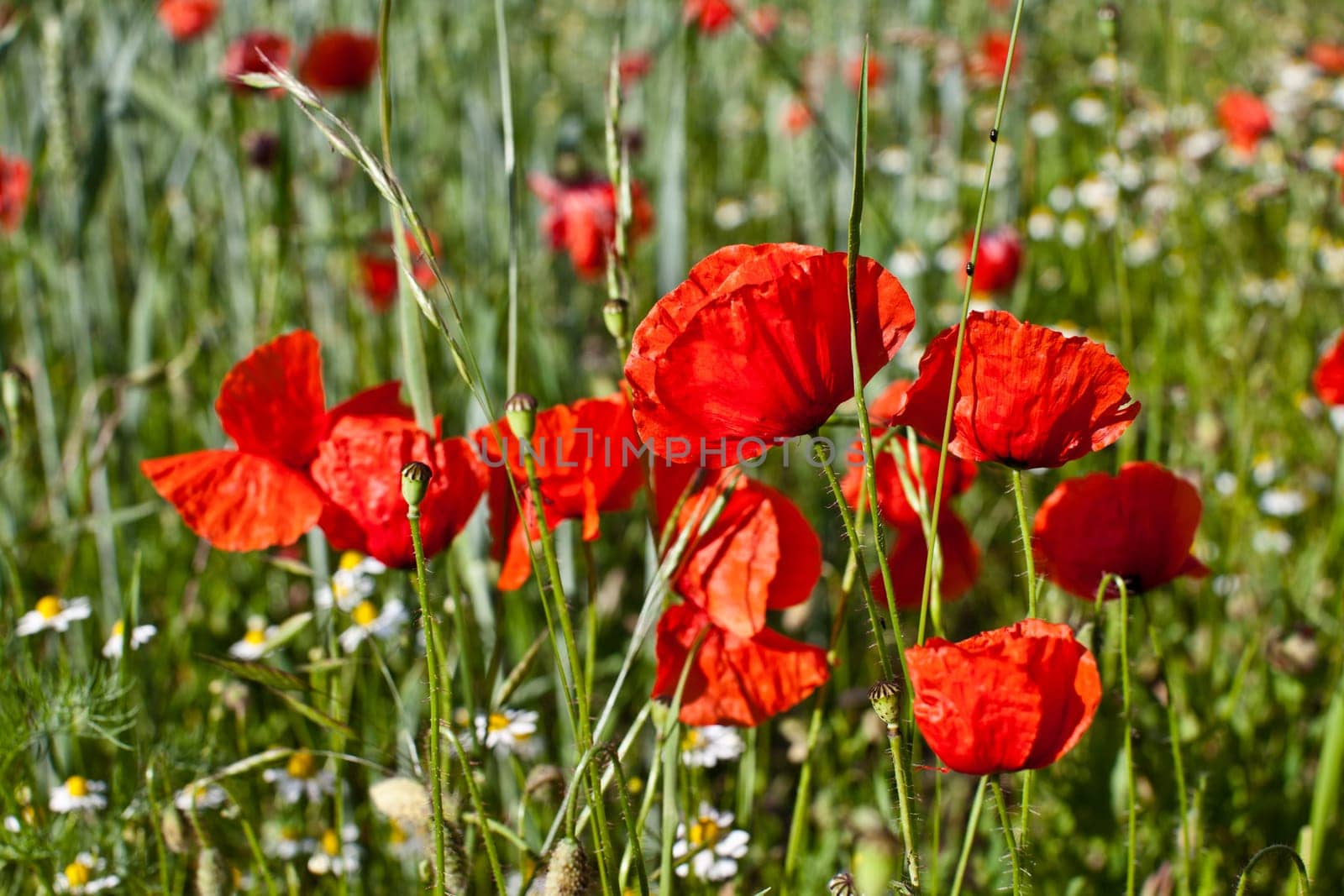 Poppies in the field