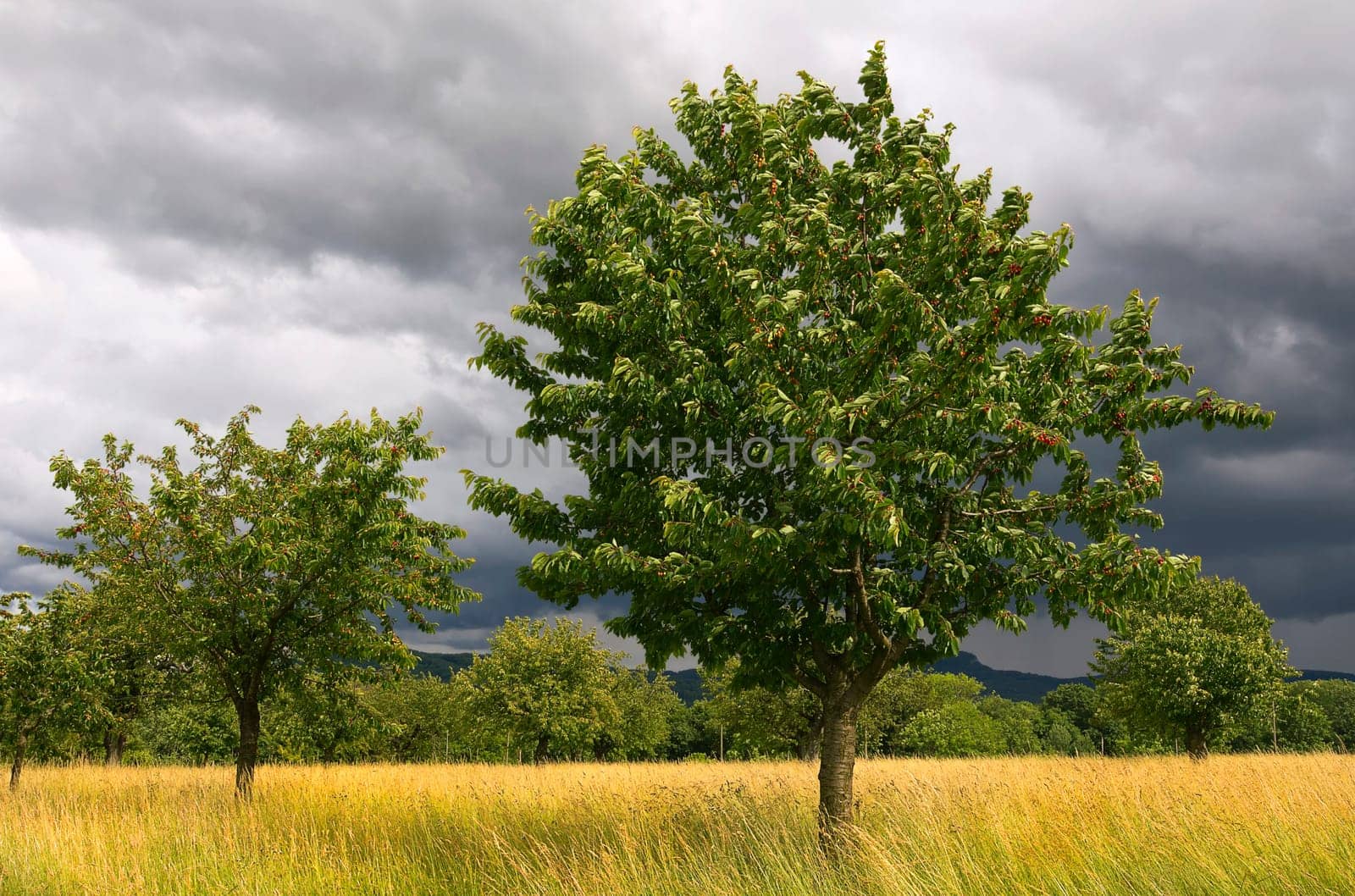 Thunderstorm atmosphere over the cherry trees