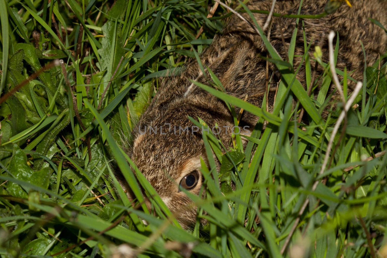 Little rabbit hiding in the grass
