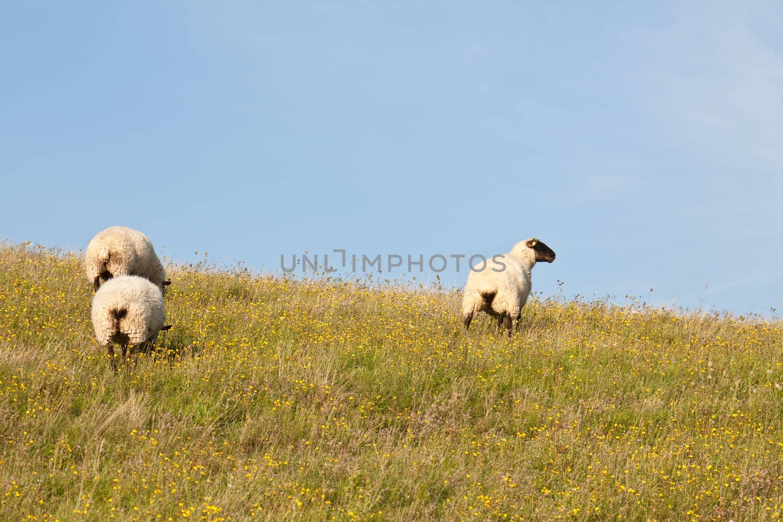 Three sheep in the pasture near Zicker