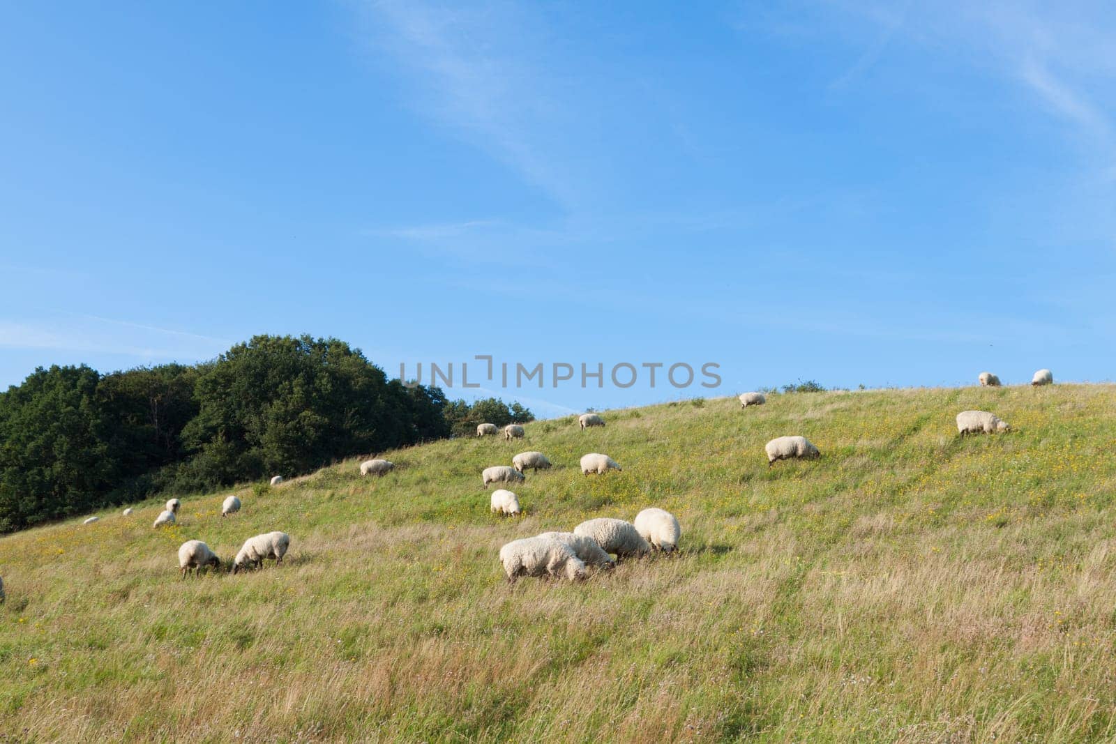 Sheep grazing on a meadow near Zicker (Baltic Sea)