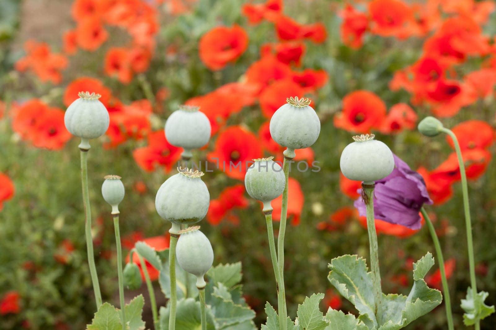 Poppies,field with different colors and buds