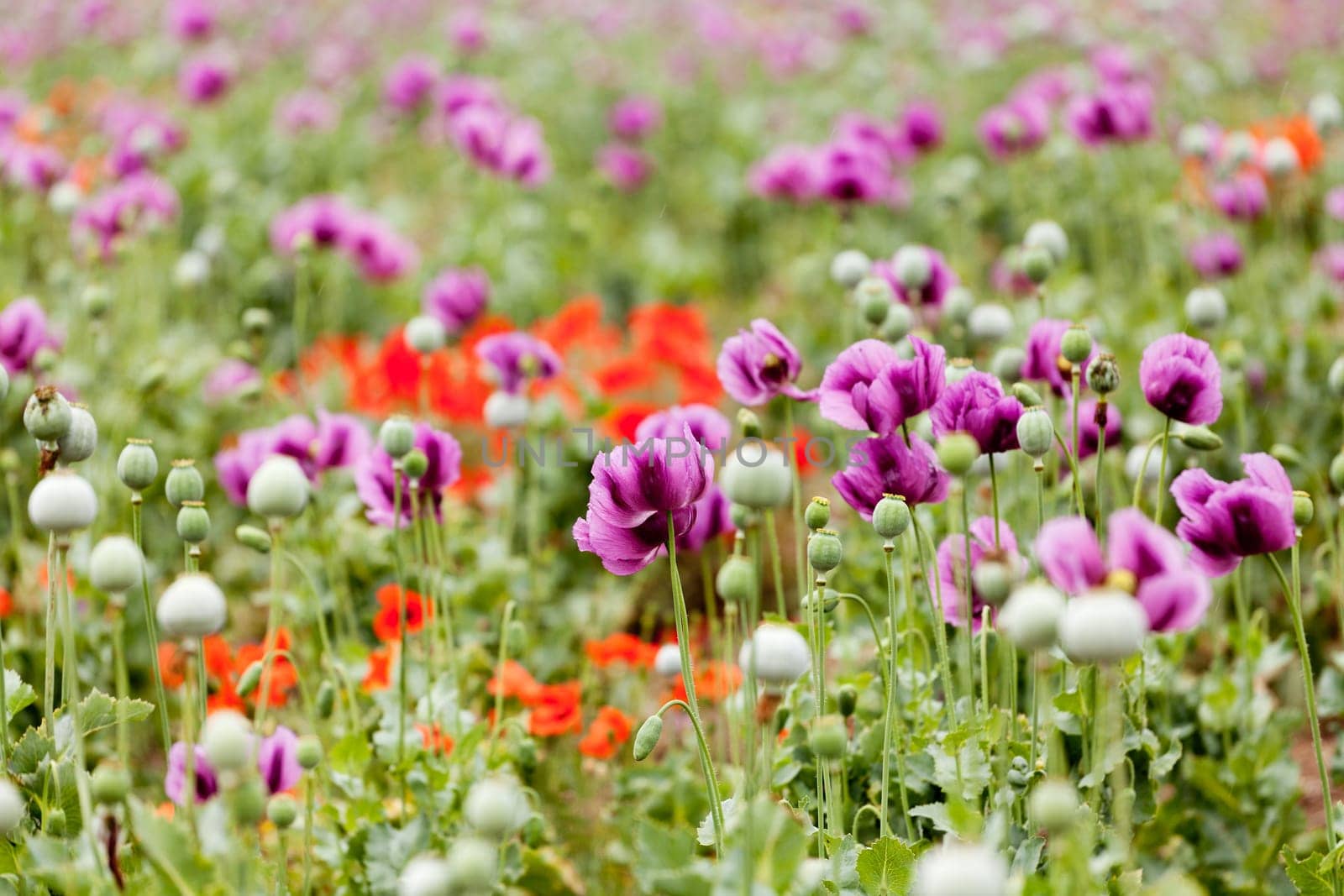 Poppies,field with different colors and buds