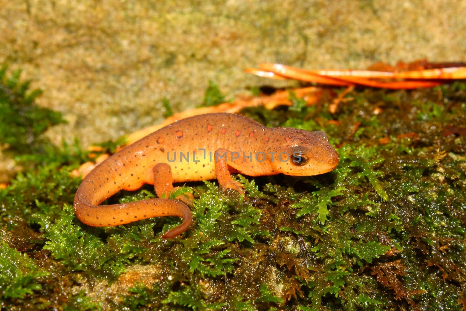 Eastern Newt (Notophthalmus viridescens) found near a northern Alabama stream.