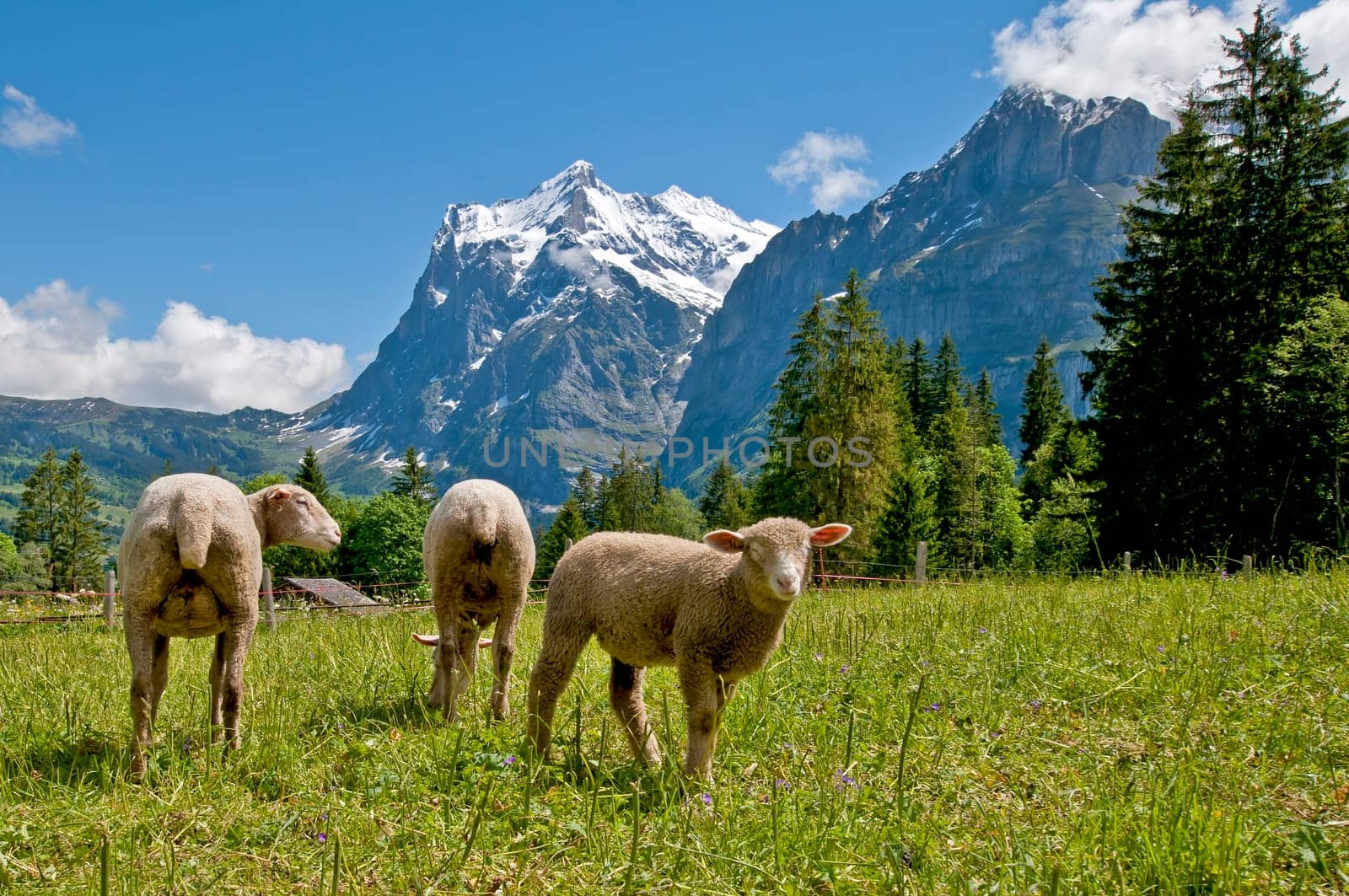 Sheep pasture