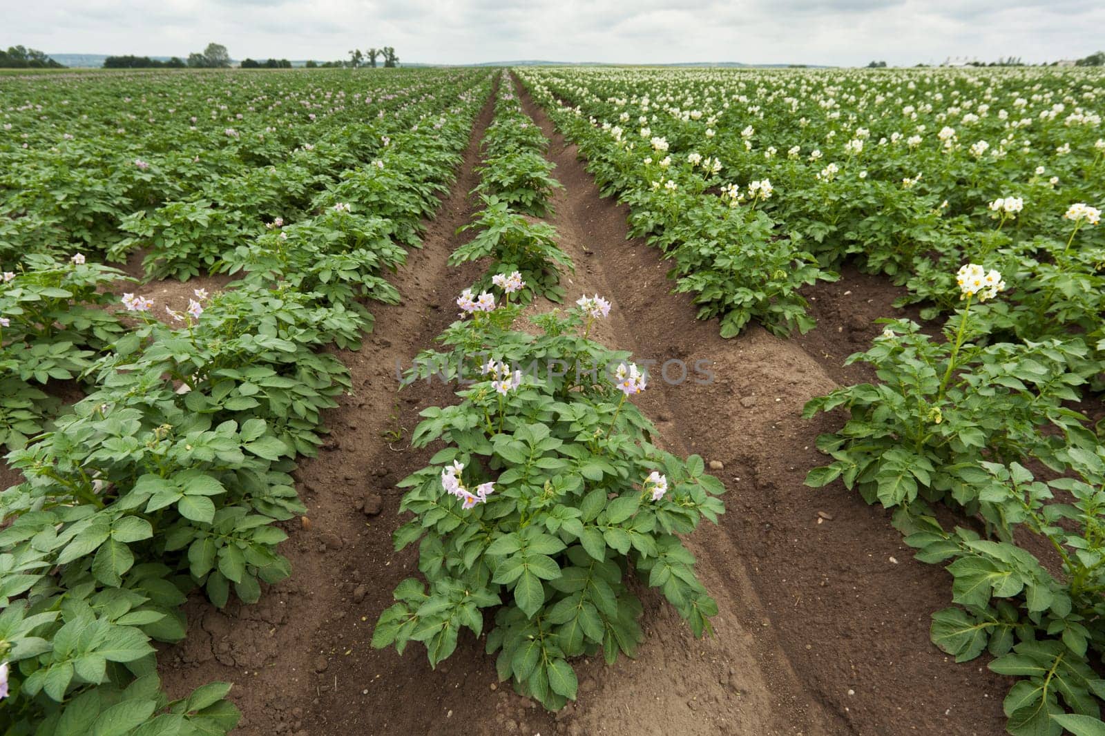 Agriculture Potato,Edible Tuber Planting in a Field