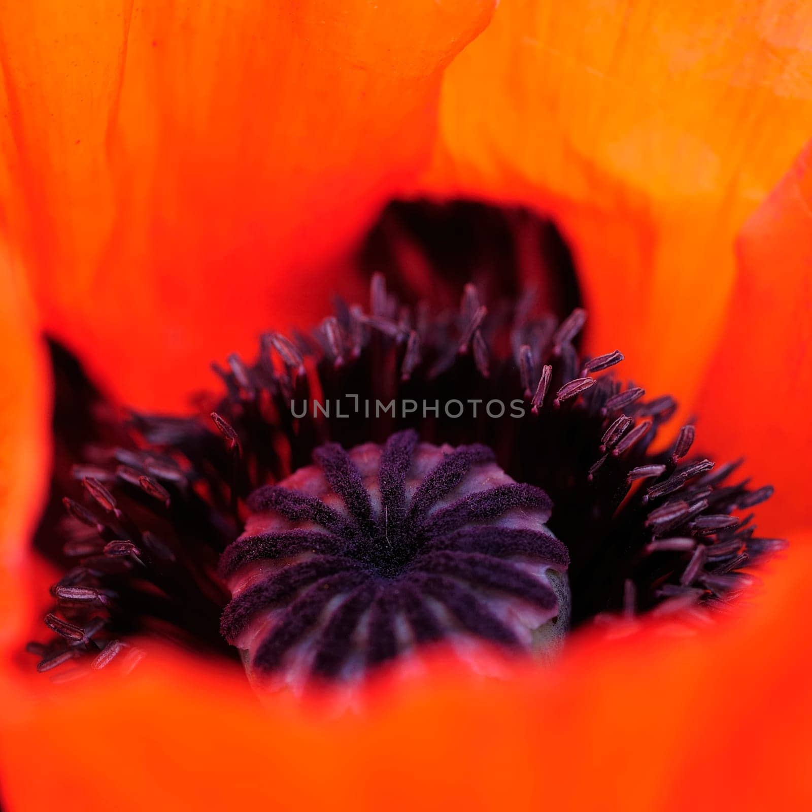 Poppy Flames