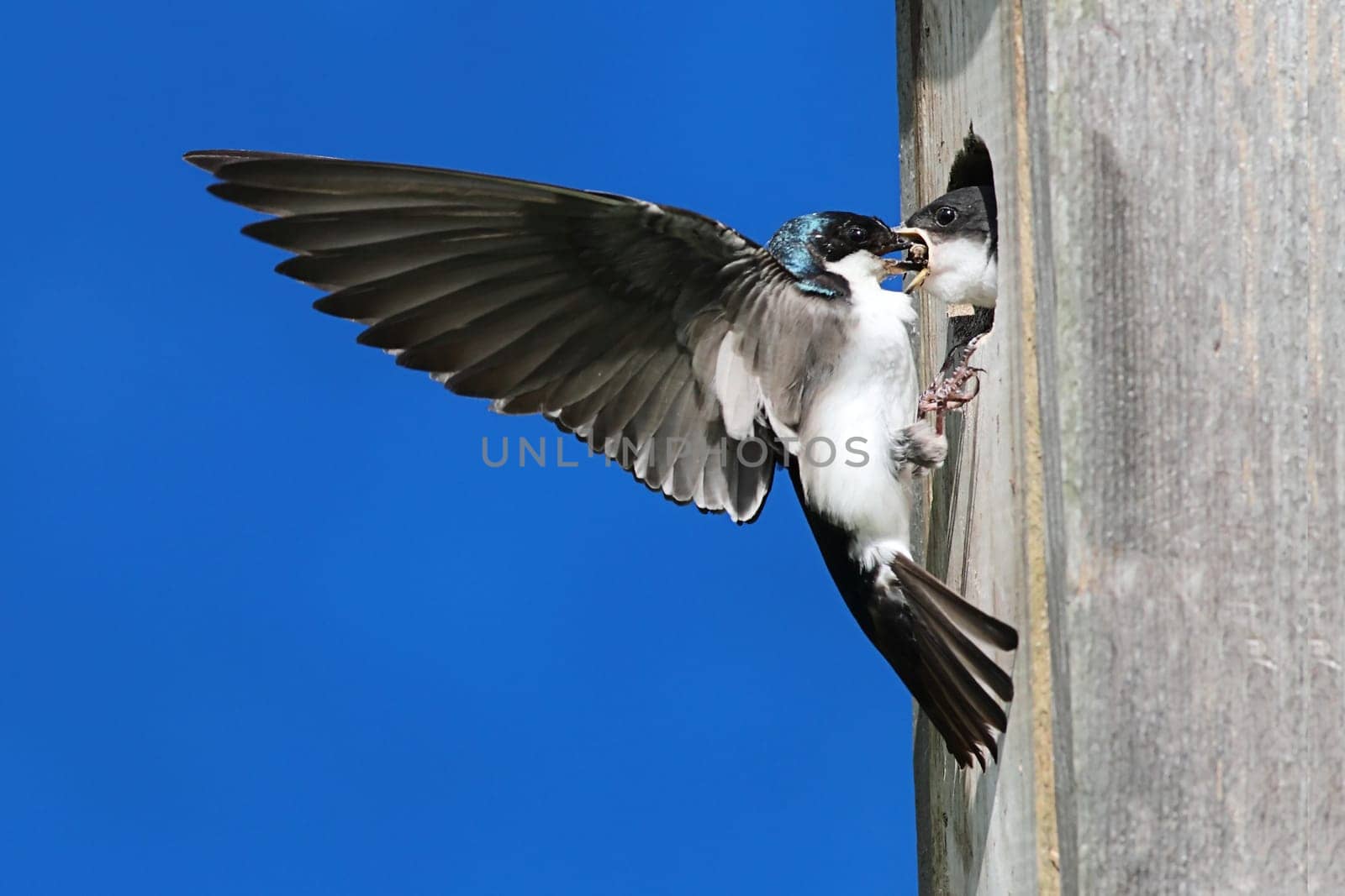 Tree Swallow (tachycineta bicolor) feeding hungry babies