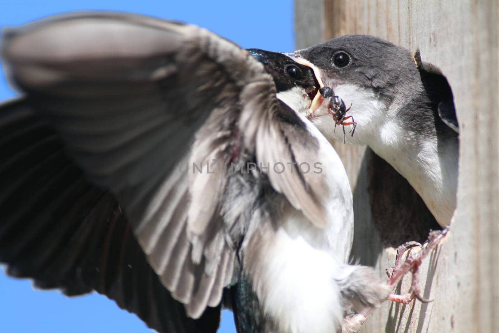 Tree Swallow (tachycineta bicolor) feeding hungry baby
