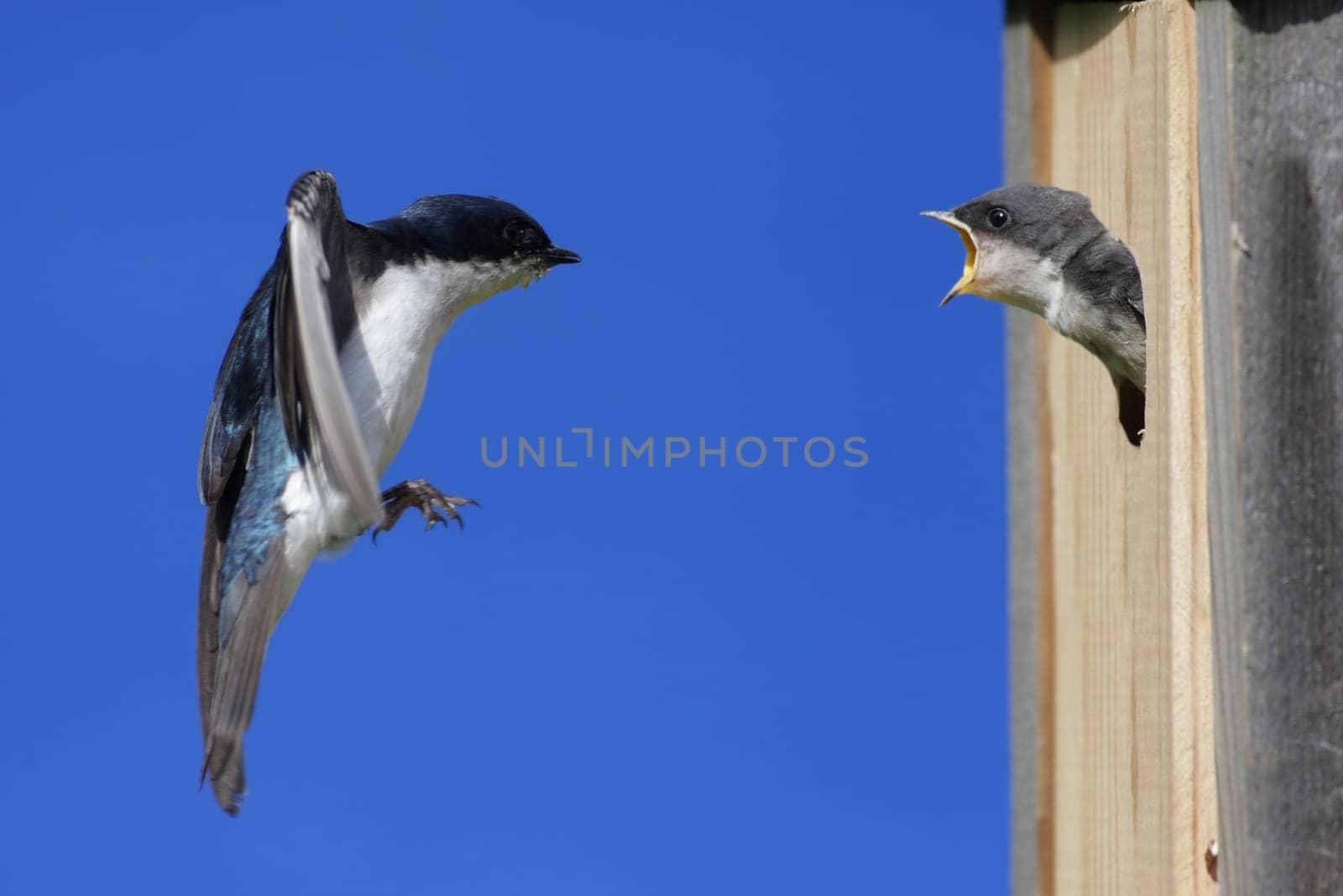 Tree Swallow (tachycineta bicolor) feeding hungry babies