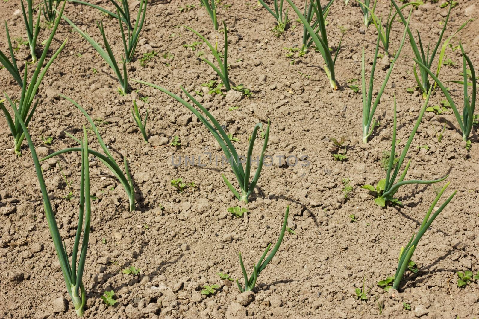 Agriculture and gardening. Field with organically growing onions