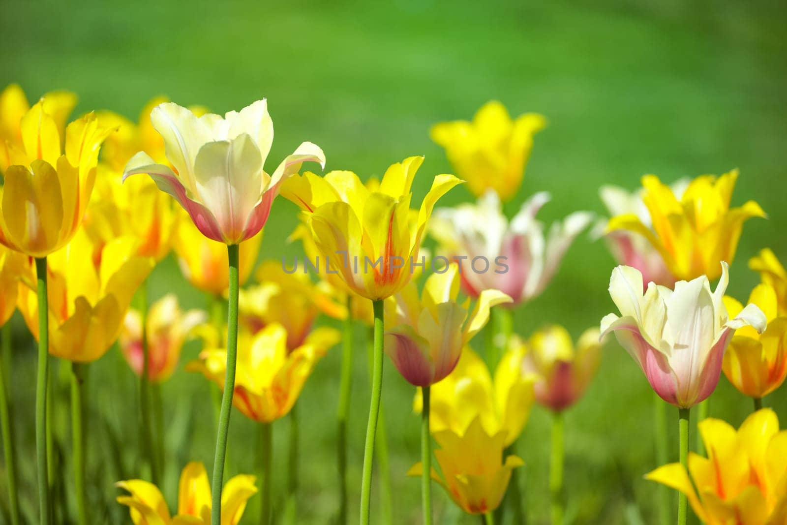 Beautiful yellow tulips against green in springtime in a park.