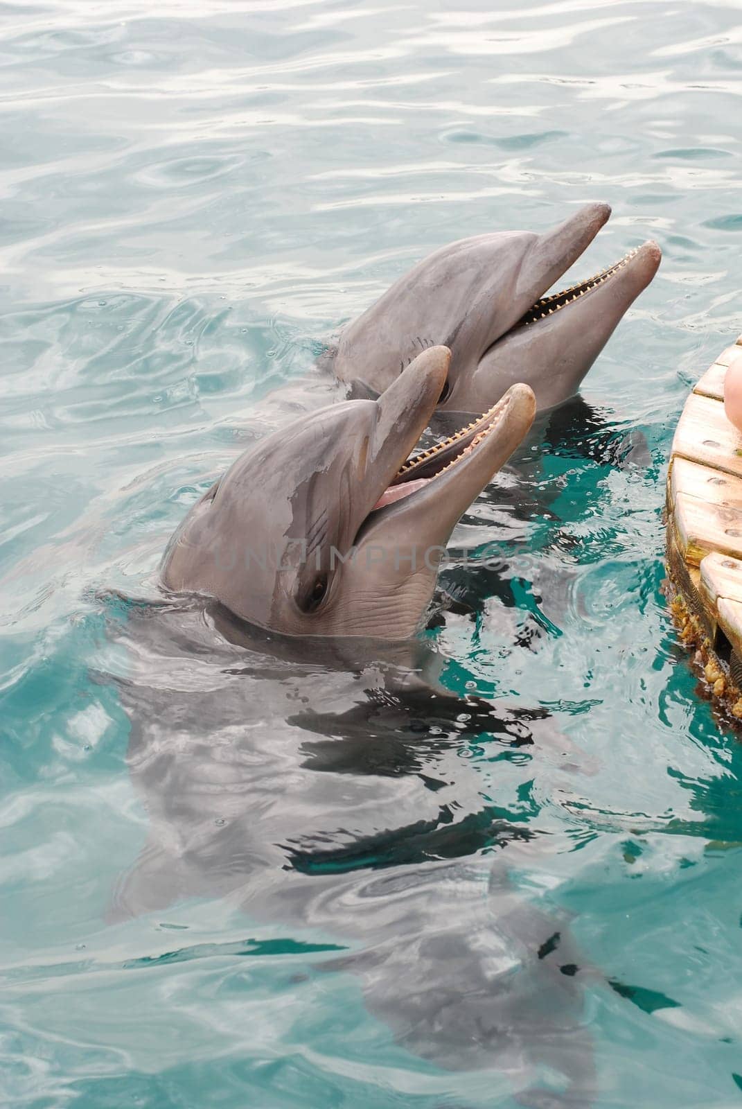 Dolphins