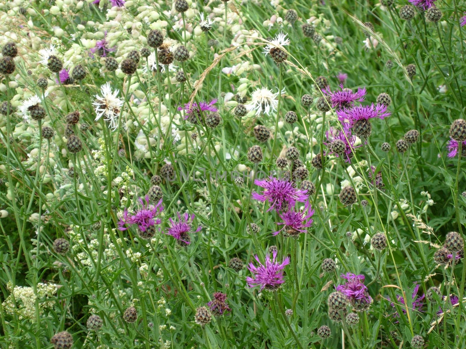 Meadow Flakes Flowers