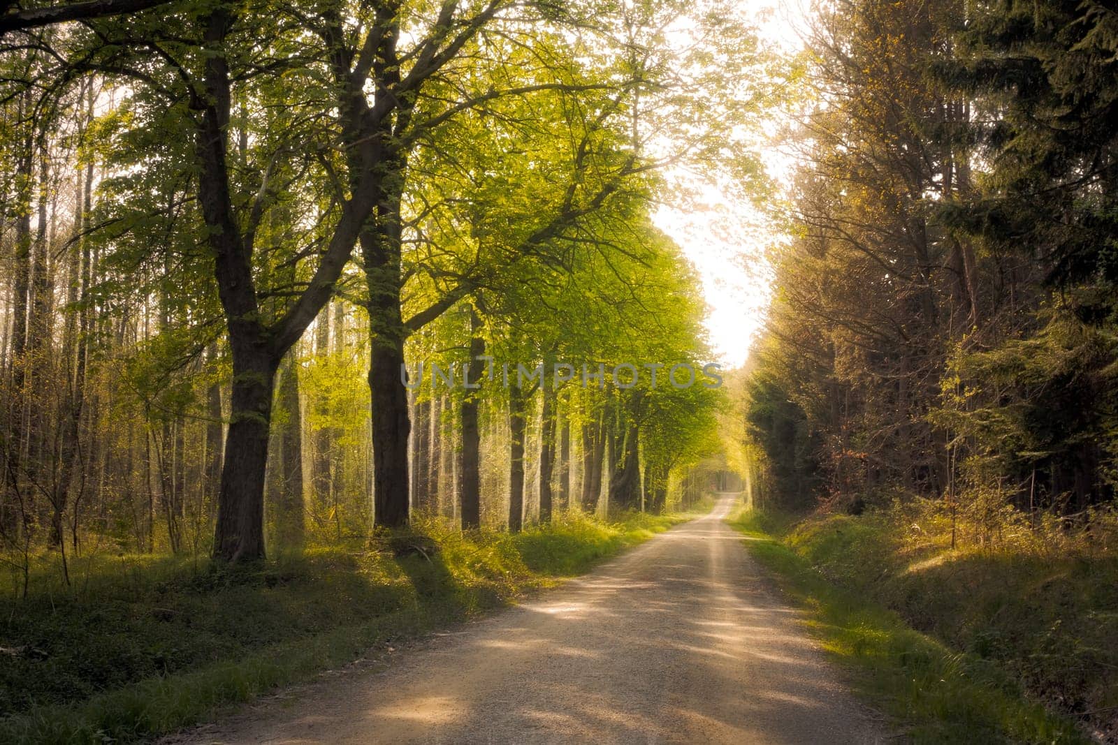 forest path