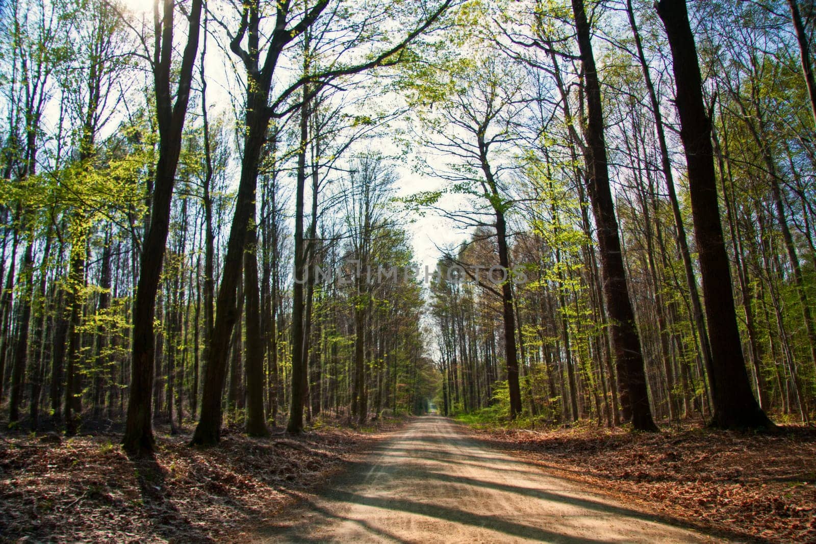 forest path