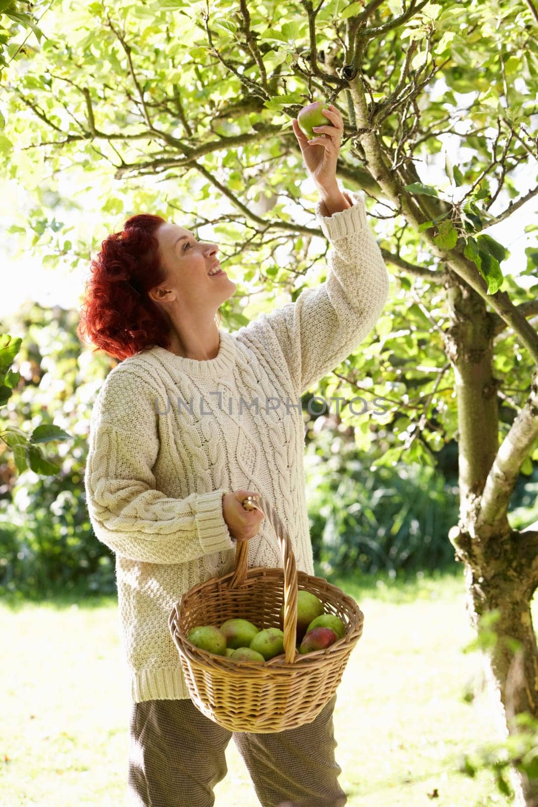 Woman picking apples off tree