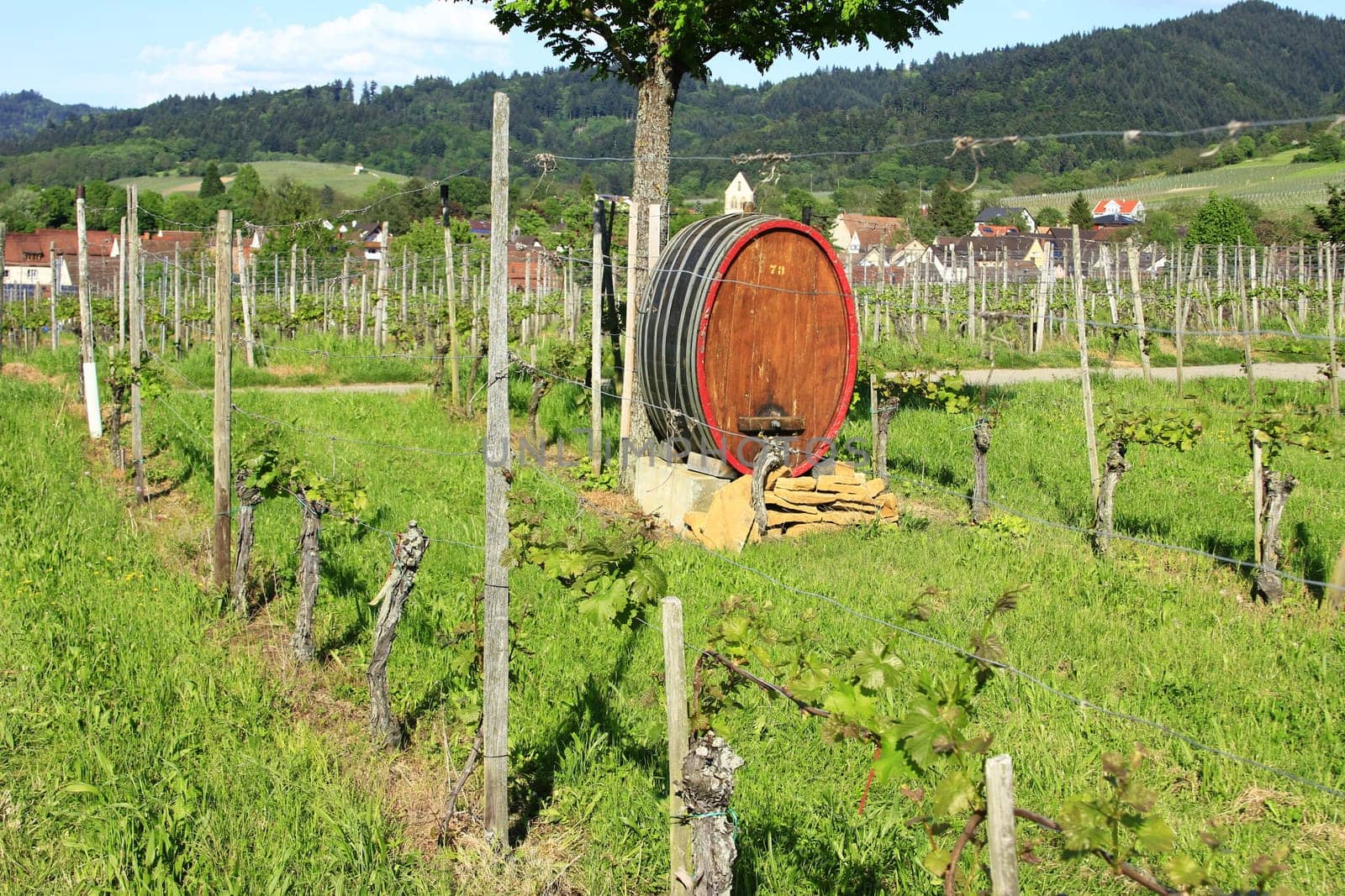 Wine barrel in the vineyards at the Kaiserstuhl,Baden-Württemberg,Germany