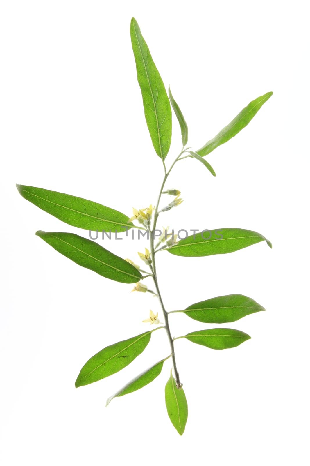 Flowers and leaves of narrow-leaved oil willow - Elaeagnus angustifolia - isolated against white background