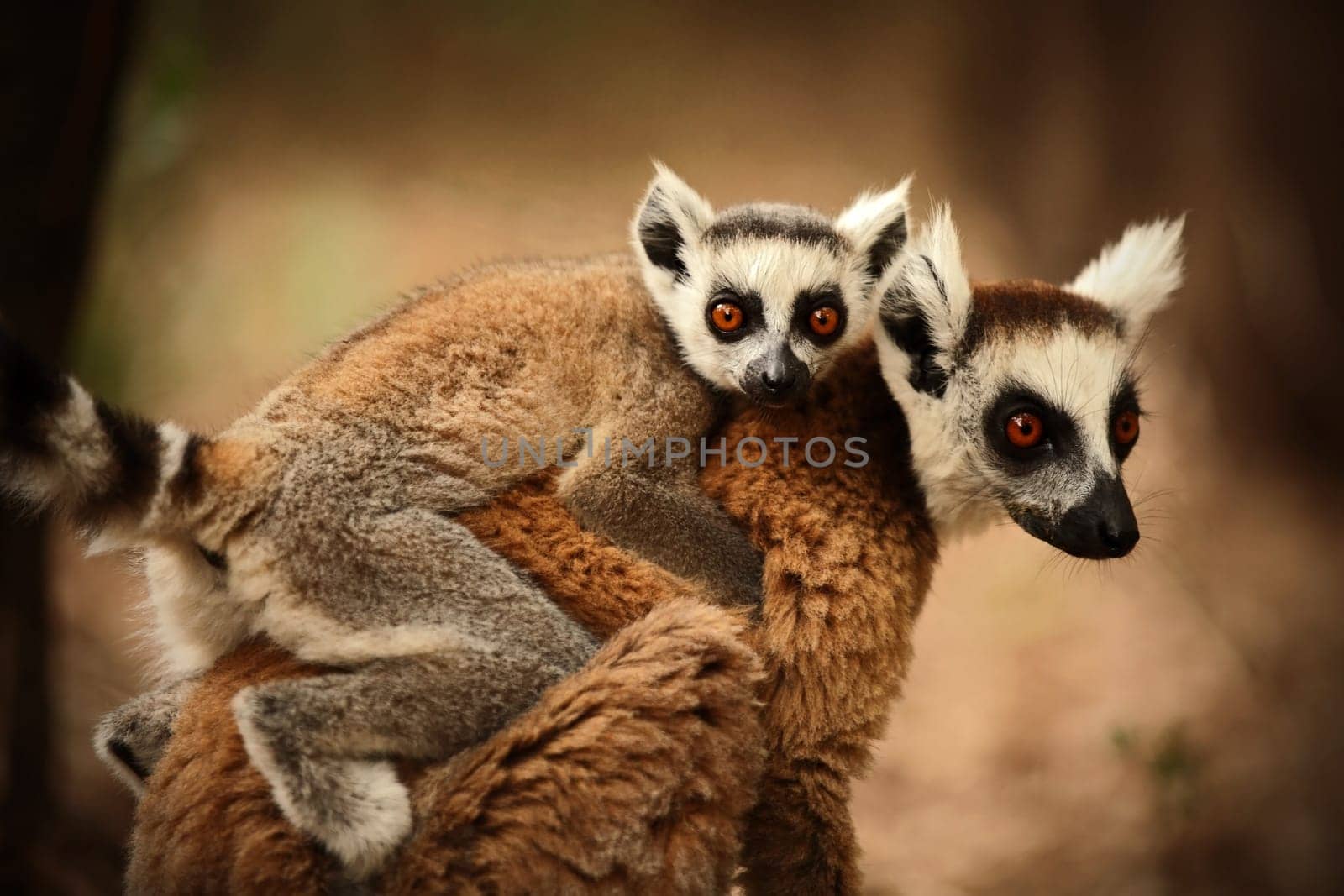 Ring-tailed lemurs