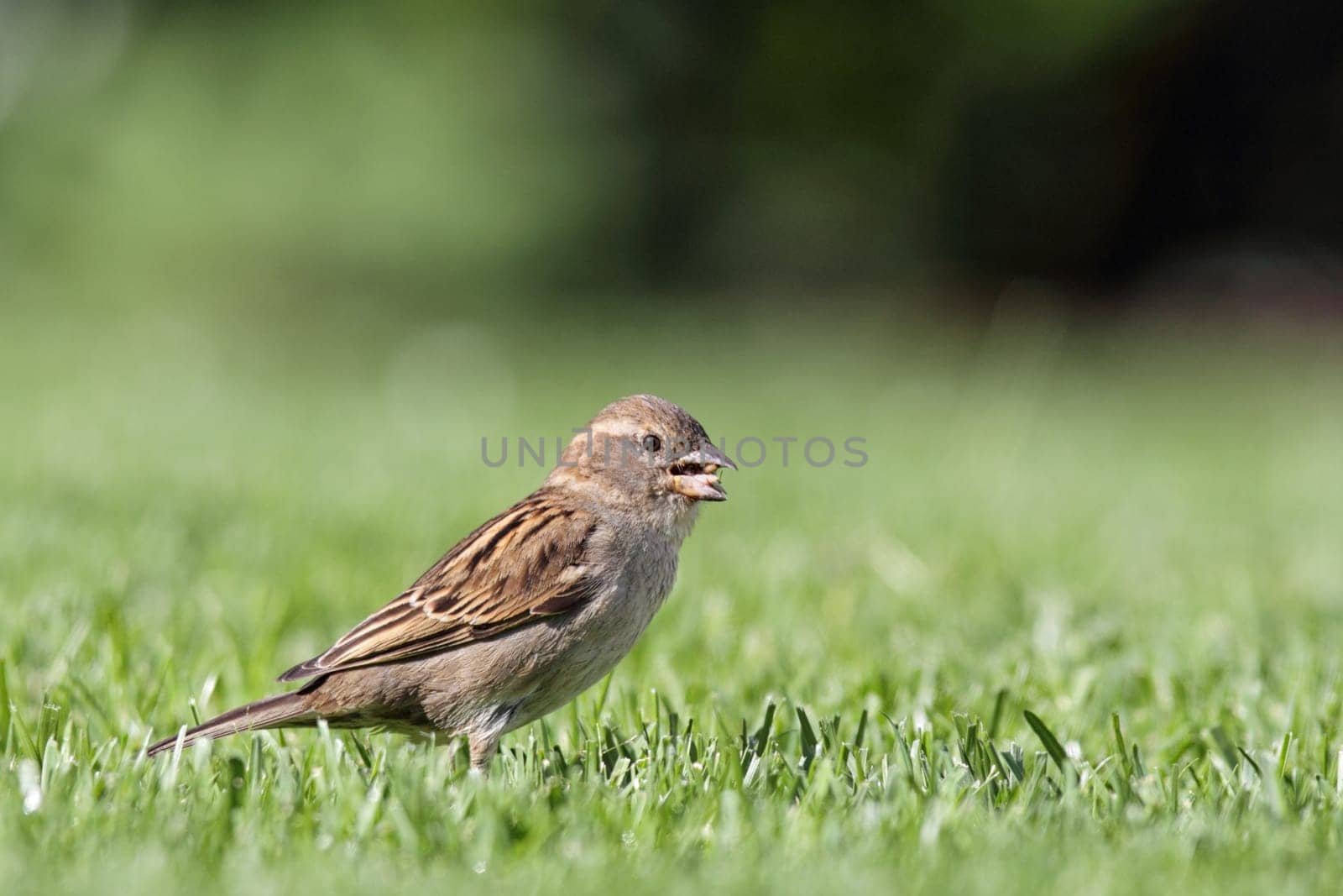 Female house sparrow (Passer domesticus) foraging on the lawn