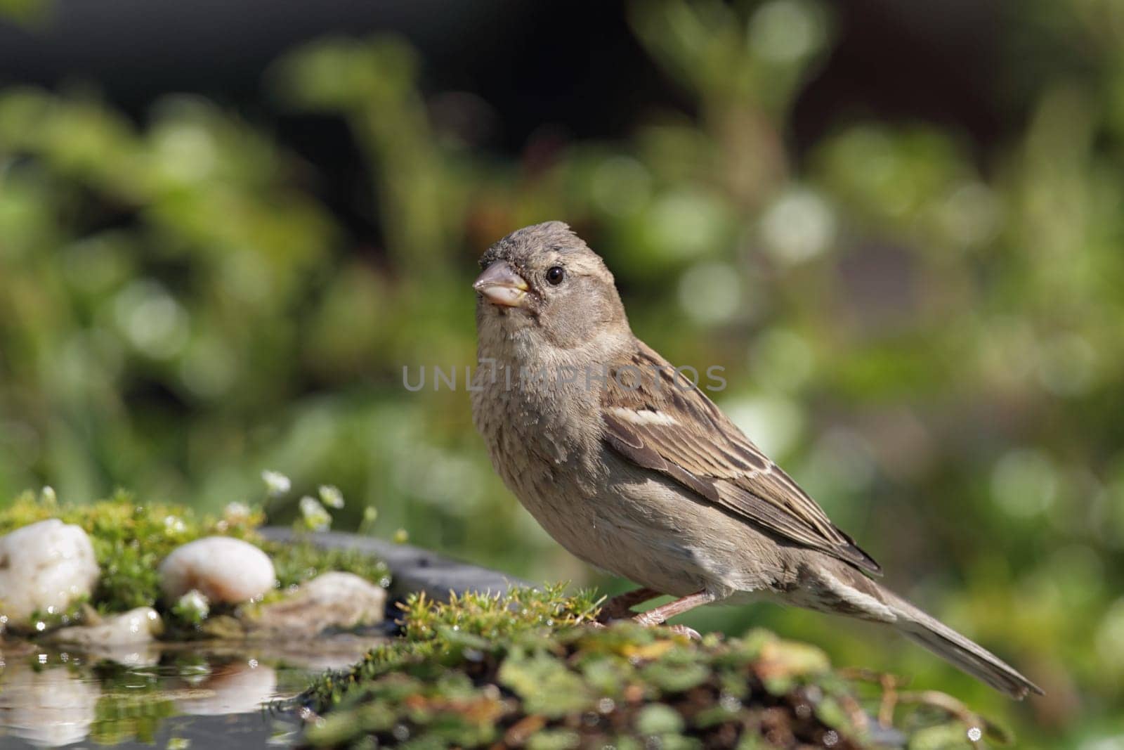 Female house sparrow (Passer domesticus) at the bird bath
