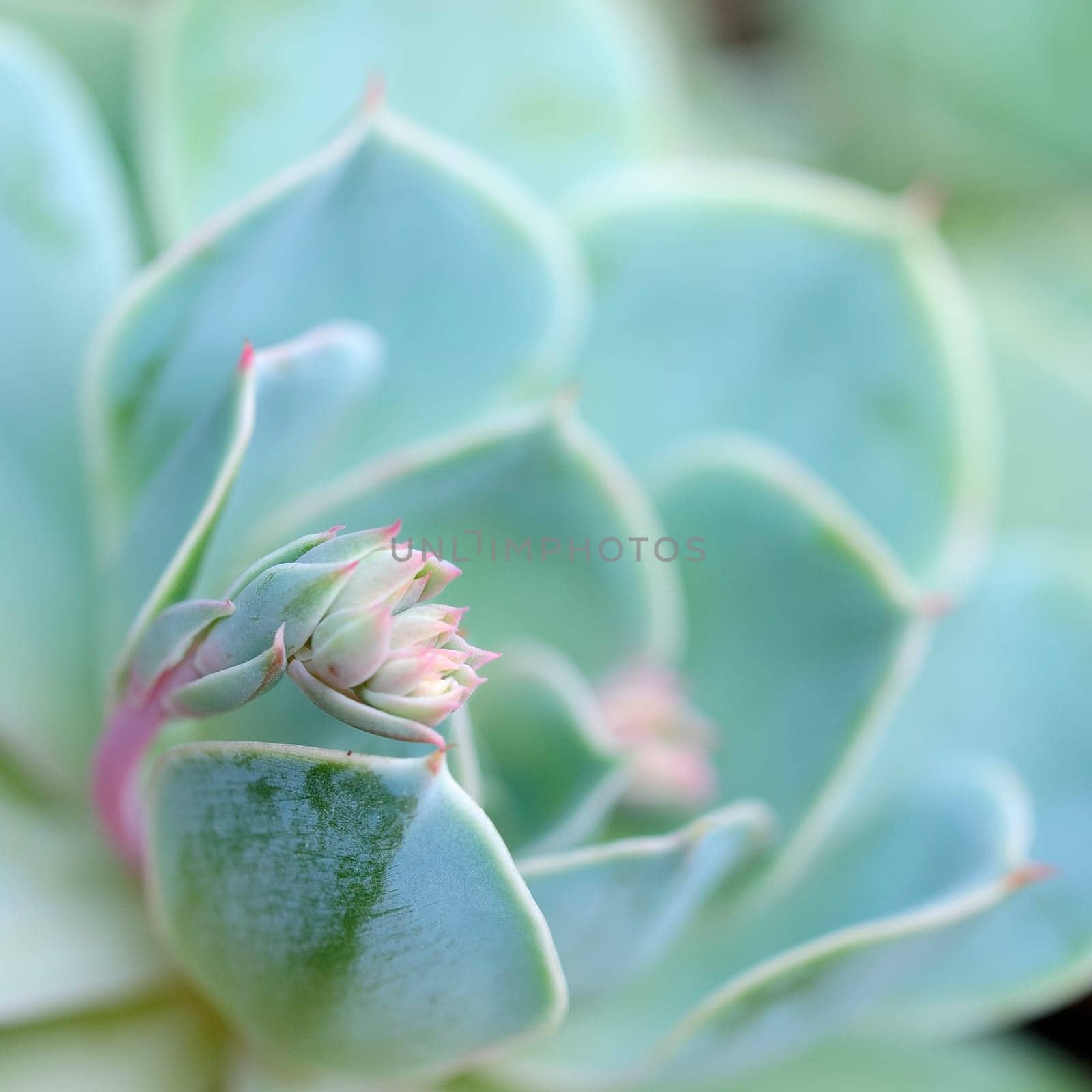 Sedum cauticulum
