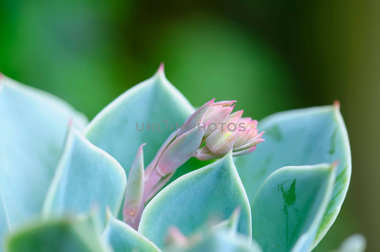 Sedum cauticulum