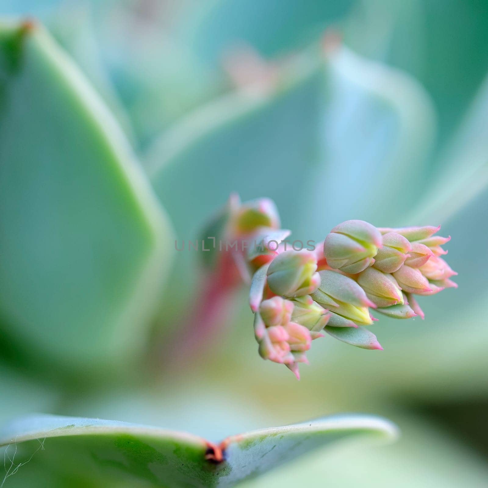 Sedum cauticulum