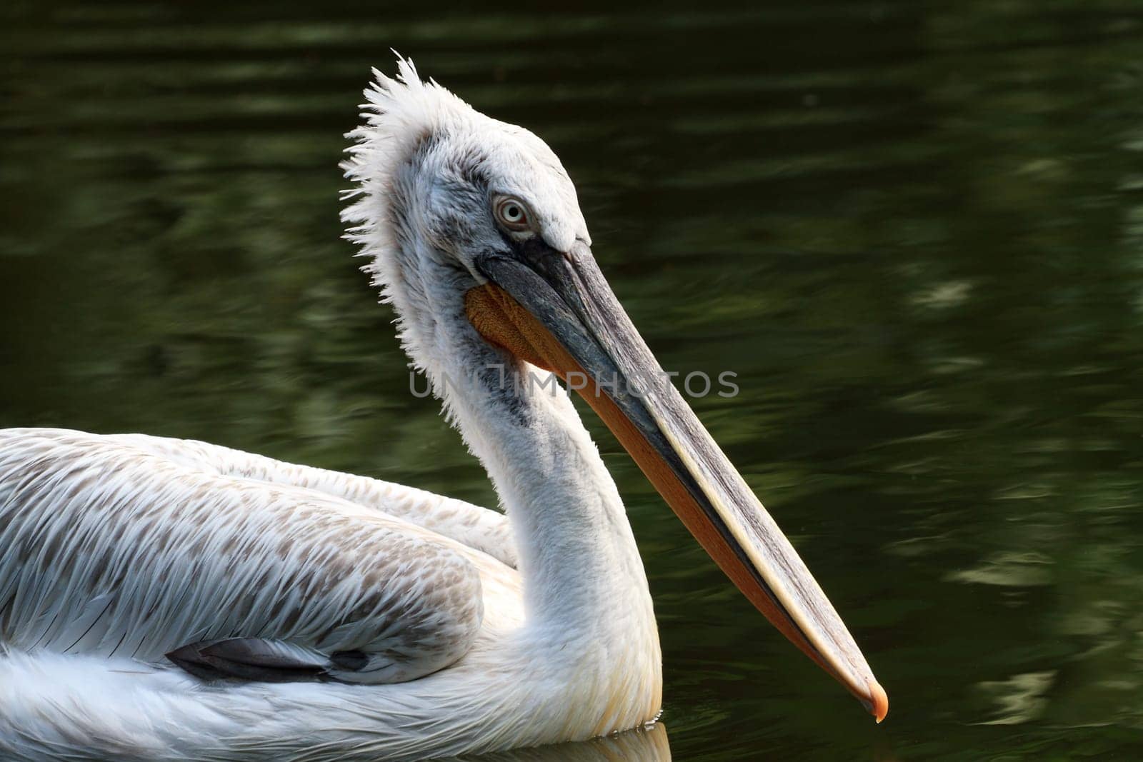 Pelican