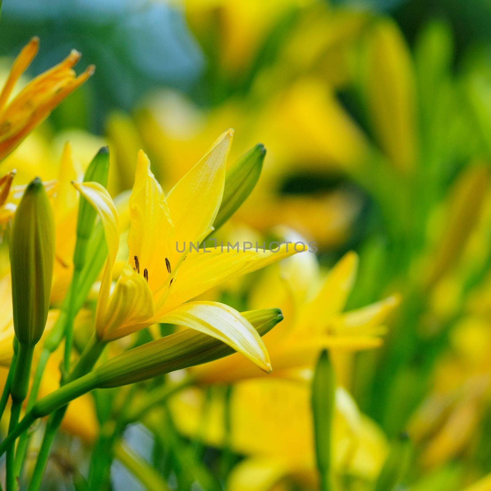 Daylilies