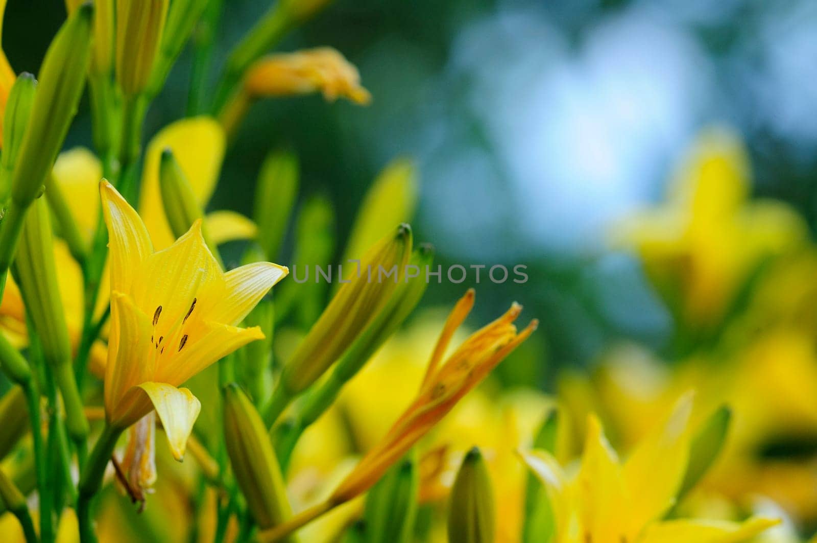 Daylilies