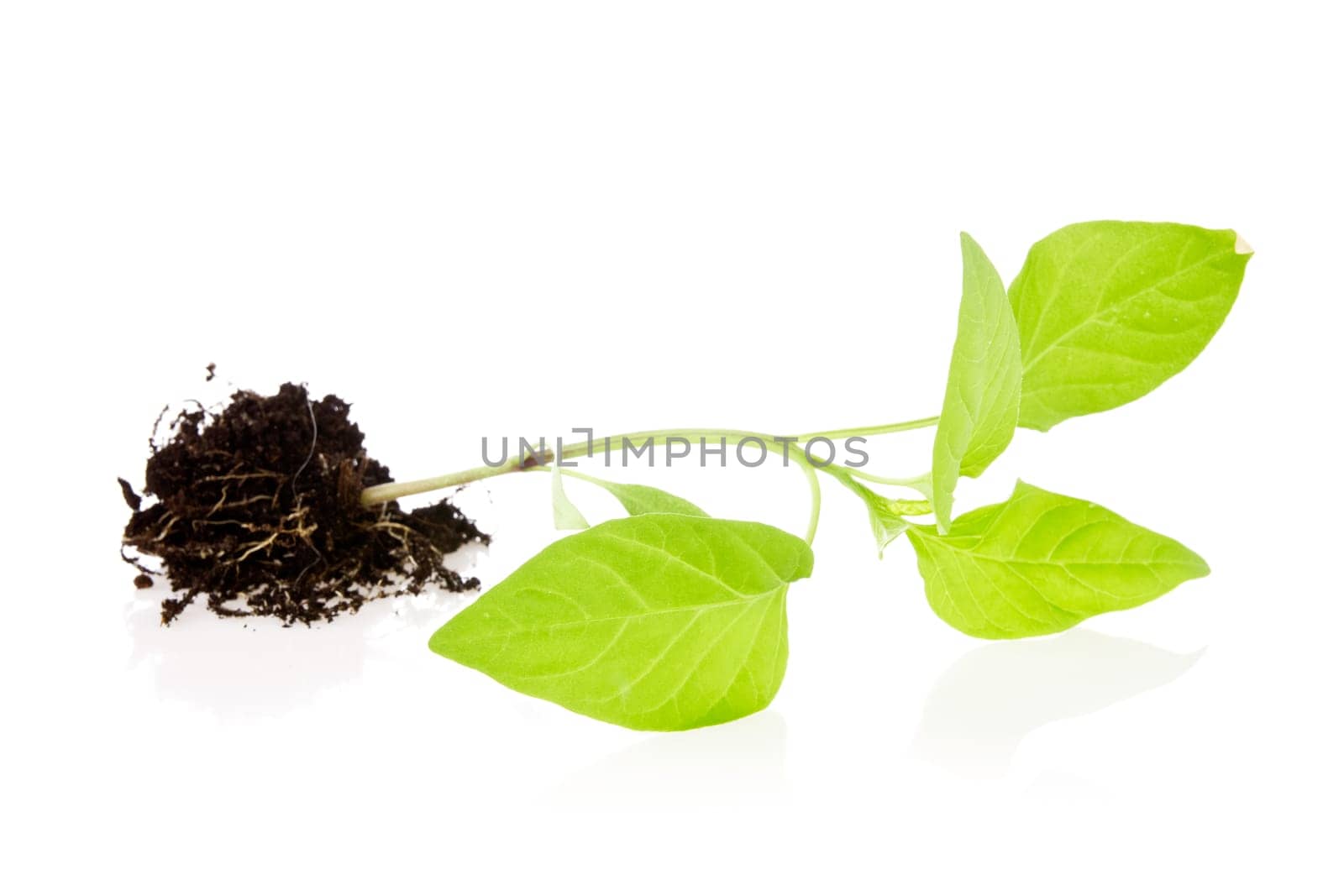 new plant with soil over a white background