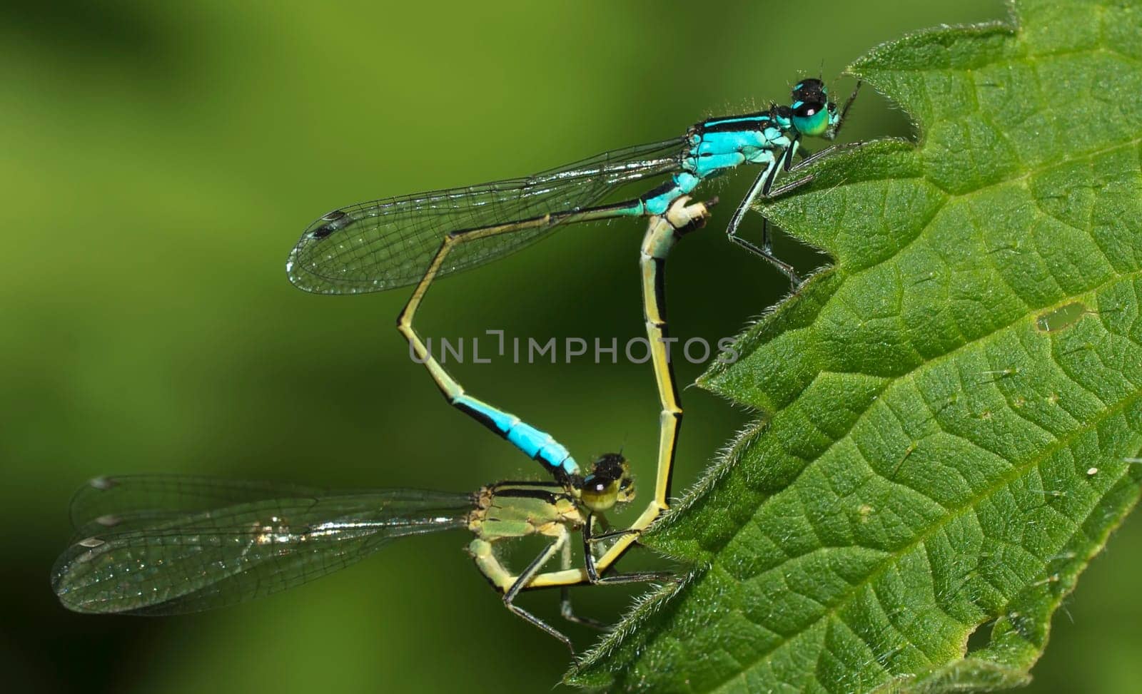 Small pitch dragonflies at the mating wheel