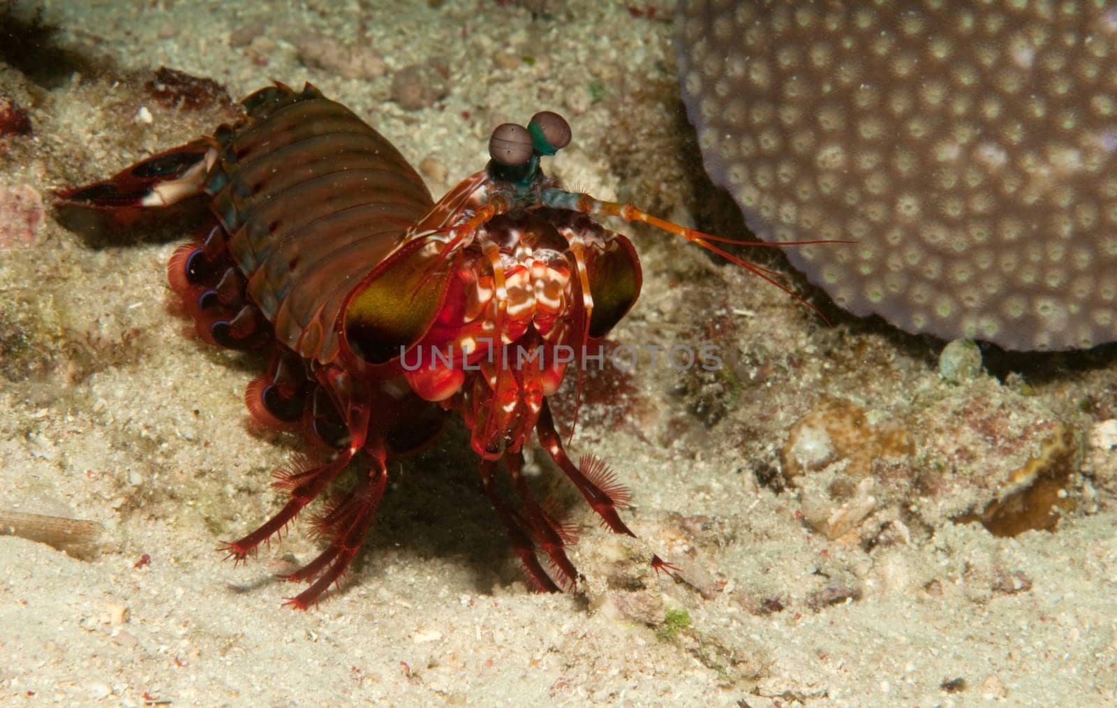 Mantis shrimp on the seabed