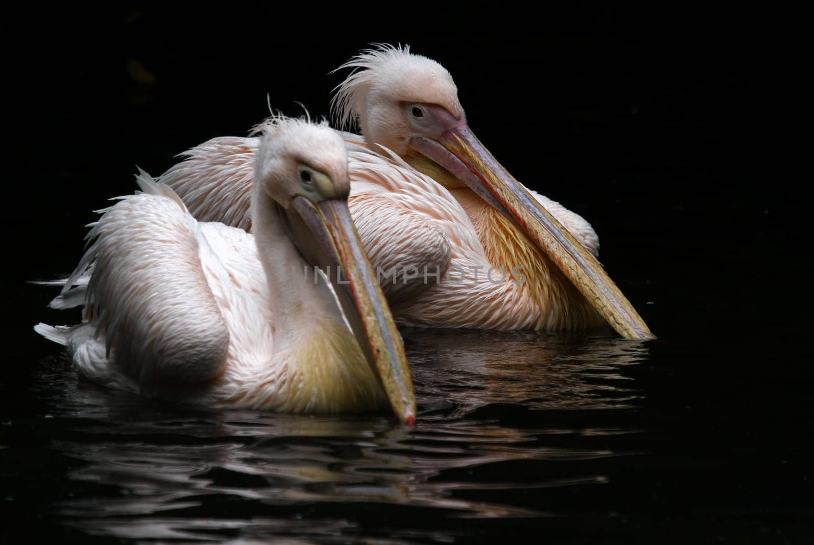 PelikanDuo