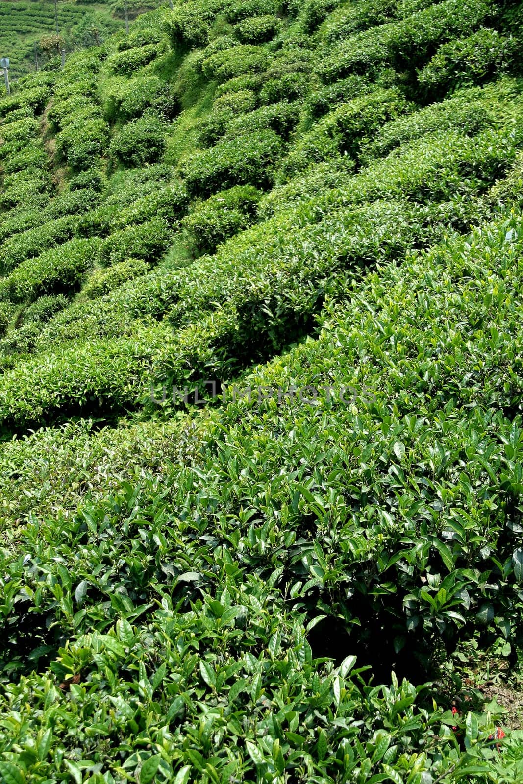 Tea plants grown on incline of mountain slope in Darjeeling, West Bengal, India, Asia
