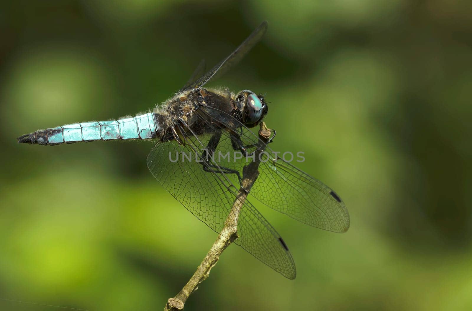 Libellula fulva