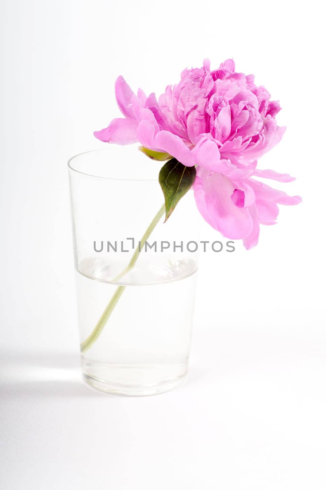 Beautiful pink peony isolated on white, studio shooting