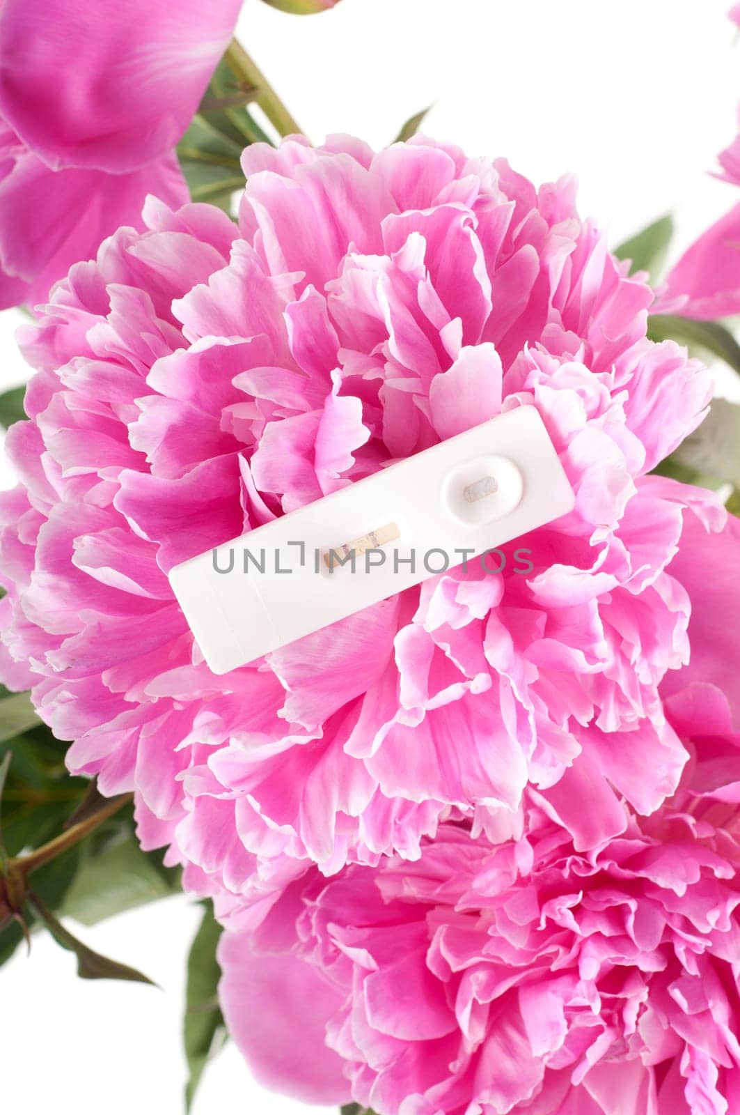Beautiful pink peany with positive pregnancy test