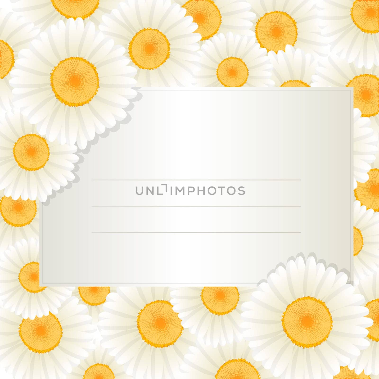 Decorative greeting text card with oxeye daisy frame.