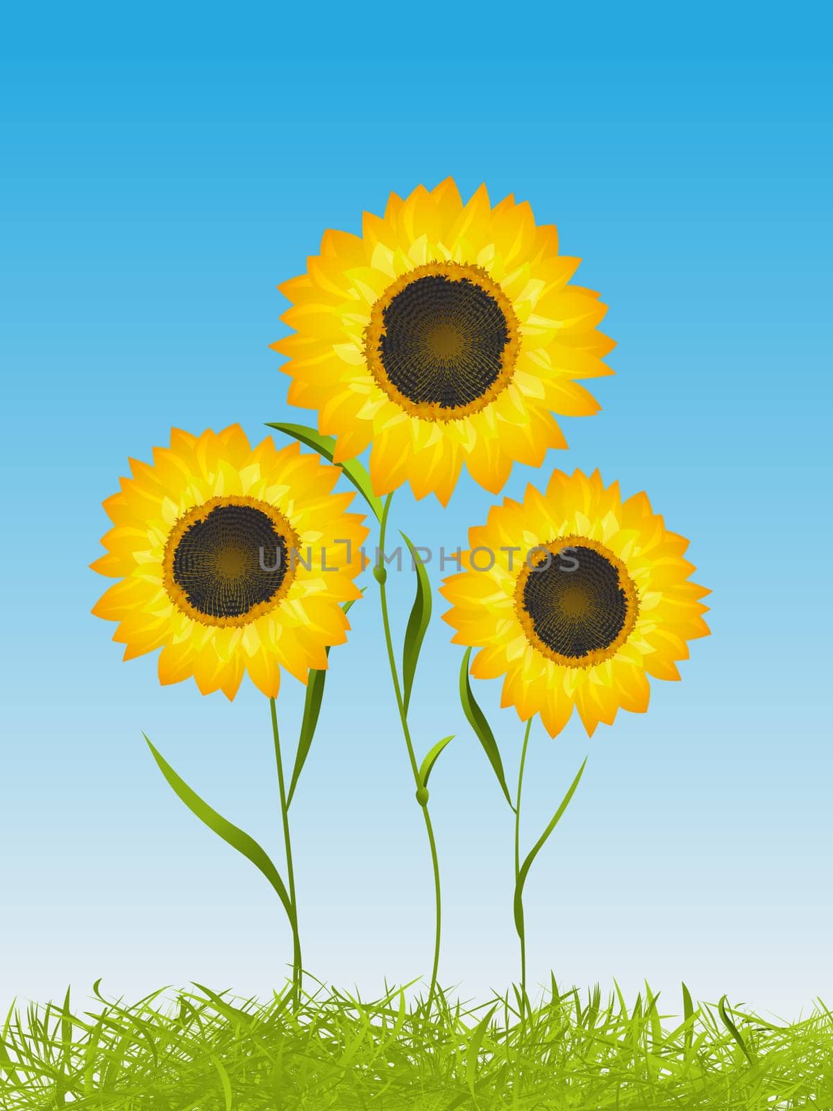 Spring time floral card qith sunflowers in the grass on a clear sly background, graphic art