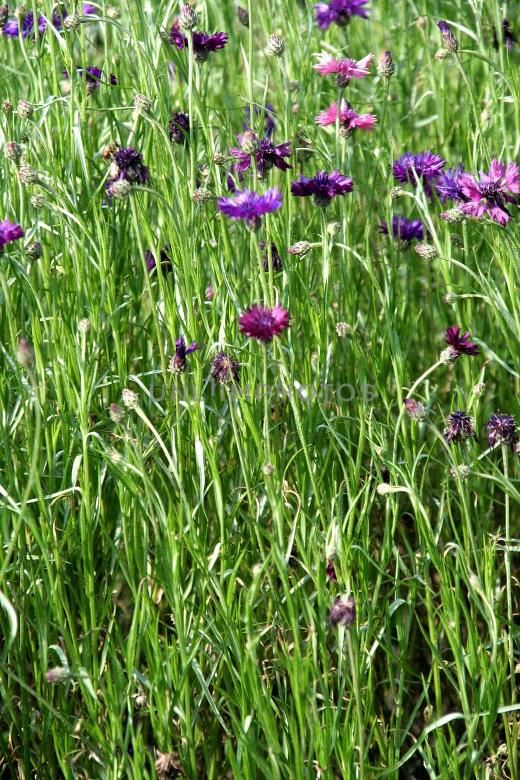 Crests of pink and violet flowers dotting green, grassy foliage