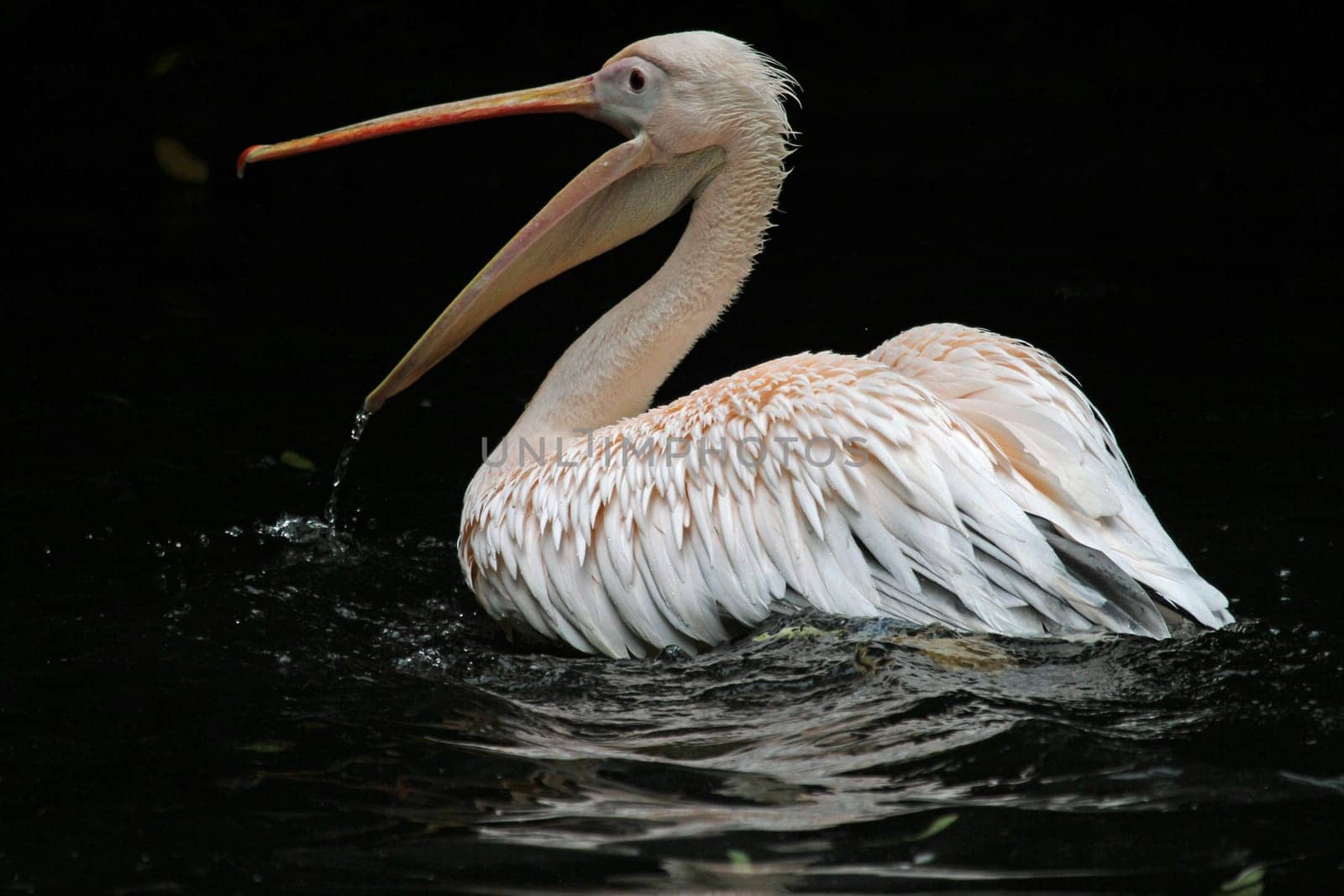 Pelican