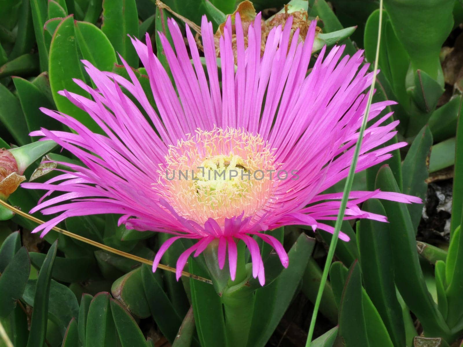 pink flower