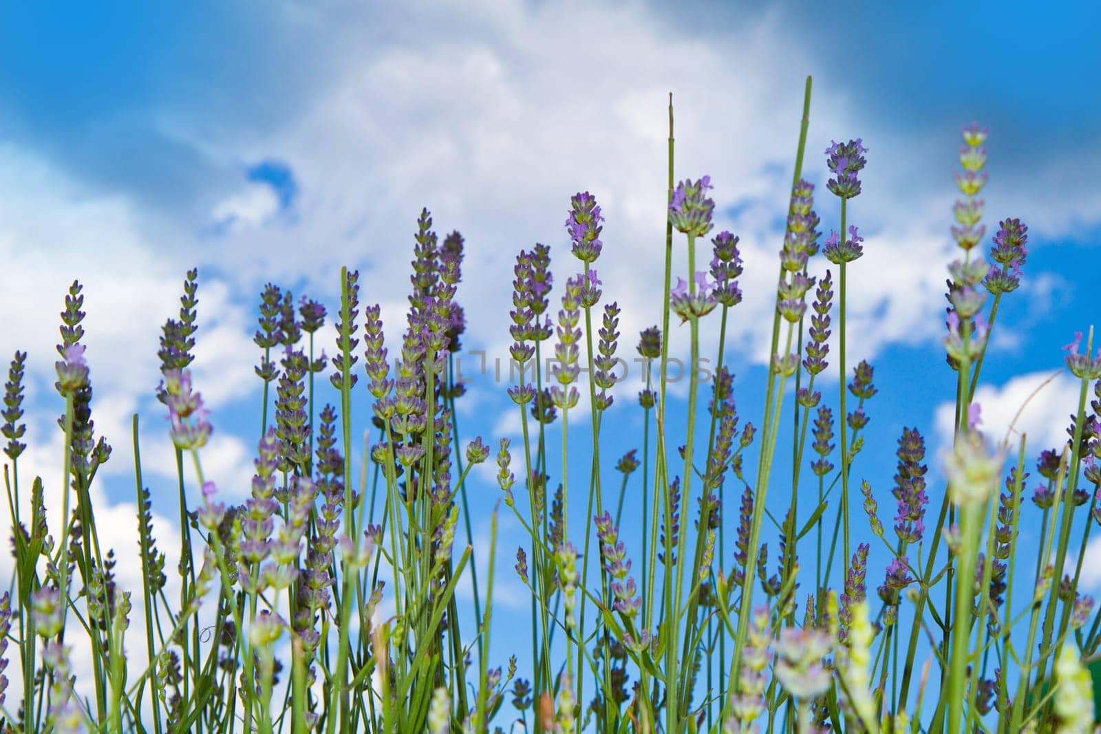 lavender