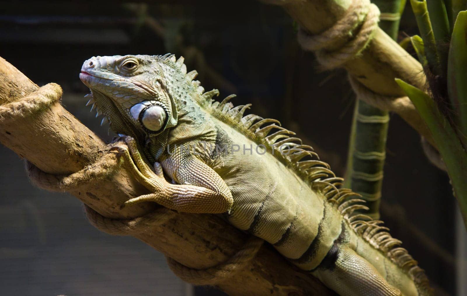 iguana