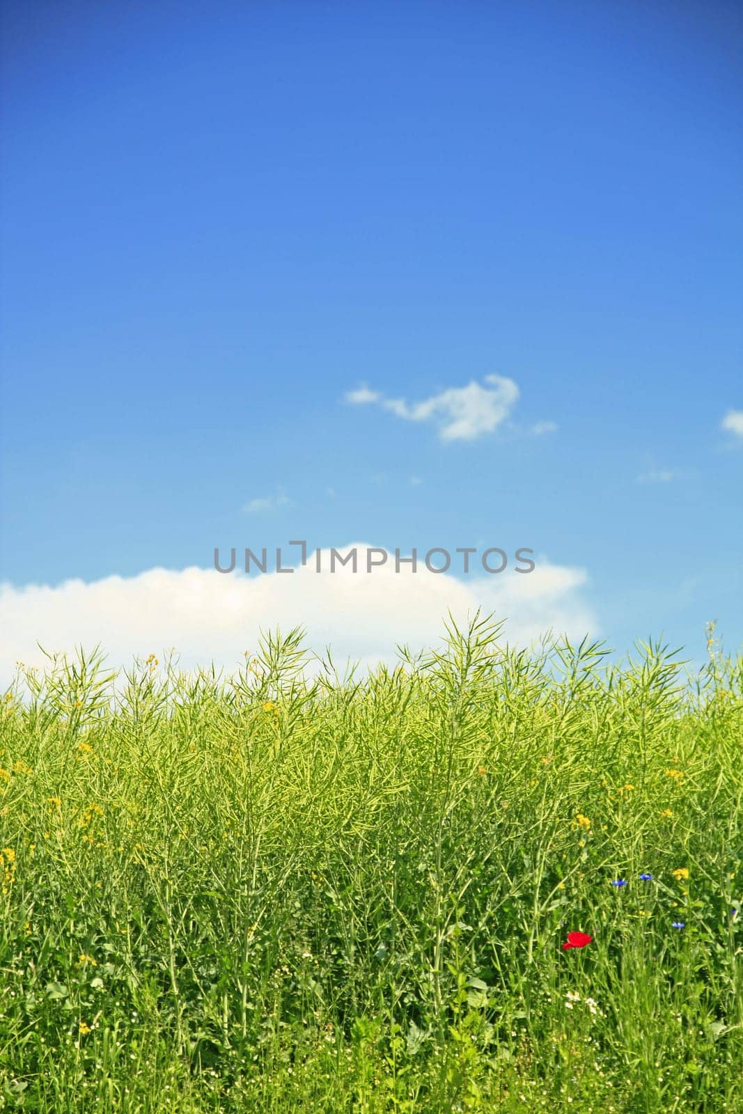 Rapeseed field after flowering with blue sky and poppies and cornflowers